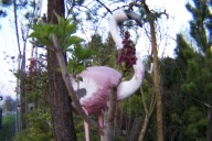 Magnolia gwiażdzista barwna szczepiona pienna inna