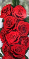 Róża czerwona PACHNĄCA! 'Cygne Noir' rosa, wielkokwiatowa, BALOT