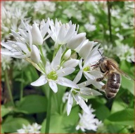 Czosnek Neapolitański biały sadzonka w doniczce p9 10 cm mrozoodporny