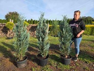 Cyprysik van Pelts blue 130-135cm