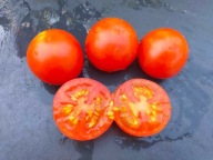 Pomidor Stupice bardzo wczesne niezwykle plenne nasiona kolekcjonerskie