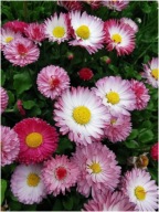 Stokrotka łąkowa mix kolorów sadzonki 50 sztuk wieloletnia mrozoodporna