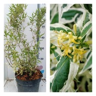 Zadrzewnia Diervilla COOL SPLASH dwukolorowe liście Sadzonka premium w C3