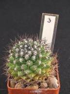 KAKTUS Mammillaria tetracantha (3)