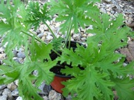 Geranium lecznicze "Anginka"