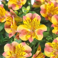 Alstroemeria aurosa Diana Alstromeria