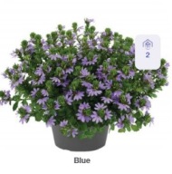 SCEWOLA zwisająca Scaevola aemula Tongue Blue