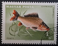 Ryby (kas) - luzak - do uzupełnień 13/5