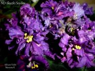 Fiołek afrykański @cięty liść @ ND-Skazki Seydov @ standard