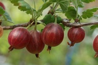 Agrest czerwony krzaczasty NIESŁUCHOWSKI