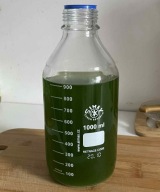 Algi morskie Chlorella vulgaris / zwyczajna / fitoplankton glony 300 ml