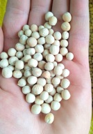 Groch cały niełuskany dla zwierząt drobiu zanęta przynęta wędkarska 1kg