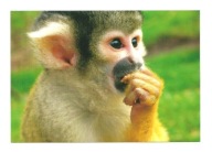 Pocztówka - Sajmiri wiewiórcza / portret małpki