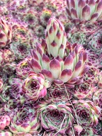 Rojnik Murowy mrozoodporny sukulent do ogrodu skalnego Bez podlewania