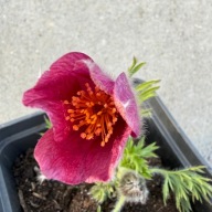 Sasanka Pulsatilla vulgaris "Rote Glocke"