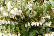 Chamaedaphne calyculata krzewinka, unikat 2L