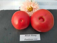 Pomidor Mikado Rozovyj dawna odmiana heirloom nasiona kolekcjonerskie