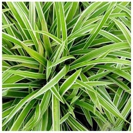 TURZYCA BIAŁO-ZIELONA sadzonki 10 szt