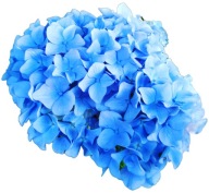 Hortensja ogrodowa niebieska Nikko Blue 1,5 L