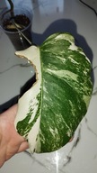 Monstera borsigiana variegata
