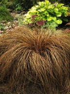 Carex comans - Turzyca włosowa brązowa p9