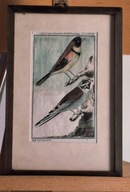 Akwarela PTAKI Tkacz i Wróbel leśny XVIII/XIX wiek Unikat