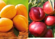 DUO Nektaryna HARCO + Morela GOLDRICH – dwa owoce na jednym drzewku