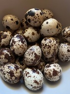Jaja przepiórcze - świeże, wiejskie, z własnego podwórka 18szt