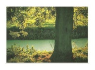 Pocztówka - Drzewo nad wodą i park w wieczornym słońcu ...
