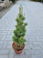 Sosna drobnokwiatowa Pinus parviflora 'Yugiri' NA BIG BONSAI