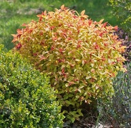 tawuła japońska ''GOLDFLAME'' pomarańczowo-rude końcówki kuleczka