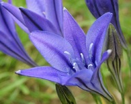 Hiacynt kalifornijski sadzonka w pojemniku 10 CM na balkon taras do donicy