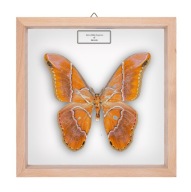 Motyl w gablotce Rotschildia hesperus f.