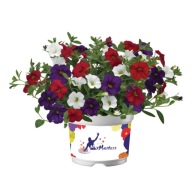 Calibrachoa Cabaret MixMasters Cafe de Paris TRIO SŁONECZNE KWIATY