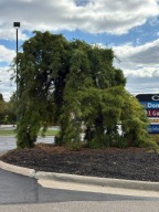 SILNIE PŁACZĄCA Sosna wejmutka 'Blue Petticoats' Pinus strobus