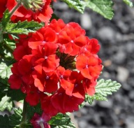 Werbena Verbena H Lanai Upright Scarlet CZERWONA ZWISAJĄCA