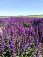 szałwia omszona Night field sadzonka w pojemniku miododajna wieloletnia