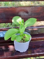Żyworódka pierzasta lecznicza młoda sadzonka kalanchoe pinnata