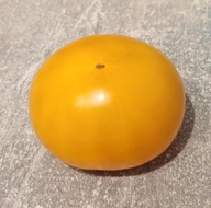 Pomidor Canadian Sunset (548) nasiona kolekcjonerskie