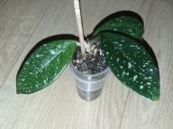 Hoya Hoja CARNOSA WILBUR GRAVES ukorzeniona