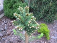 WB Daglezja zielona 'DuPont Dynamite' Pseudotsuga menziesii PA