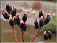 WIERZBA O CZARNYCH BAZIACH sztobry zrzezy 10 szt. plantacje bazi