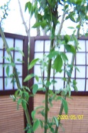 Złotokap stary okaz szczepiony fontannowy 220 inny