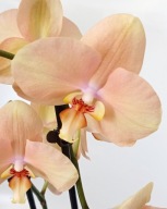 PHALENOPSIS storczyk 13,5