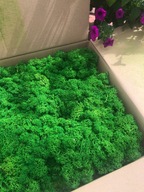 Mech Chrobotek Premium 50g