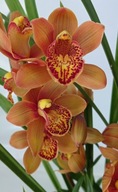 storczyk cymbidium 2
