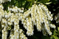 Pieris Red Mill zimozielony C2 DUŻE SADZONKI