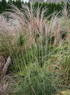 Miskant chiński ,,ELEGANCE" Miedziany odcień ogrodu