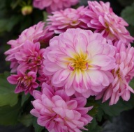 Dahlia x hortensis Dalia Lubega Pink & Cream