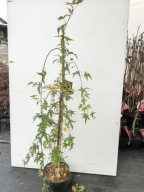 KLON PALMOWY "RYU SEI" Acer palmatum sadzonka